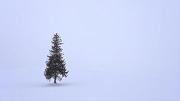 árvore e galho com neve no inverno video