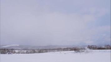 árvore e galho com neve no inverno video