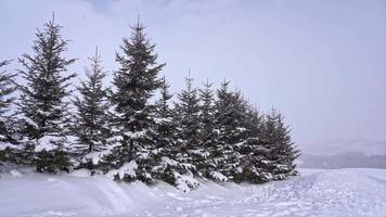 albero e ramo con neve in inverno video