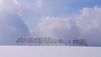 árvore e galho com neve no inverno video