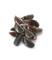 Raw green mussel on white background photo