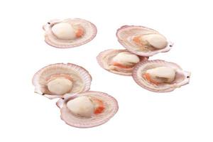 Many raw scallop on white background photo