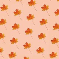 Pattern autumn maple leaf photo