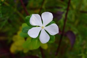 Hermosa flor de catharanthus roseus en el jardín foto