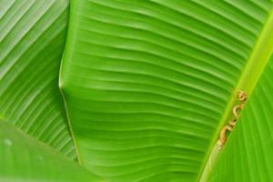 Close up banana leaf texture for background or wallpaper photo