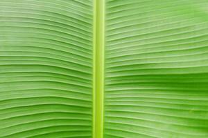Close up banana leaf texture for background or wallpaper photo