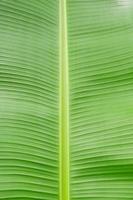 Close up banana leaf texture for background or wallpaper photo