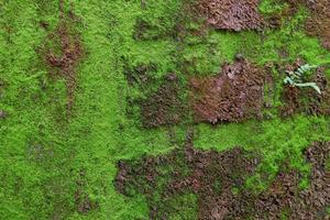 Close-up of green moss texture on the old wall for background photo