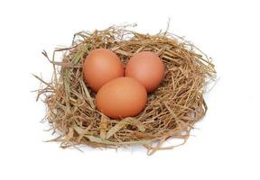 Chicken eggs in the nest isolated on a white background photo