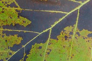 Close-up of teak green leaf background texture, butea monosperma photo