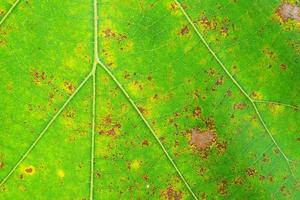 Close-up of teak green leaf background texture, butea monosperma photo