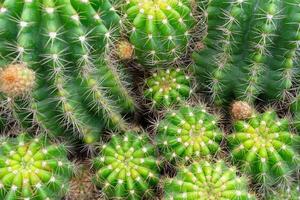 Close up picture of green cactus in the pot photo