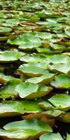 Vertical view of lotus leaves in the lake photo