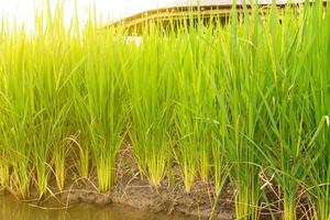 Campo de arroz con cáscara de oro en la campiña asiática