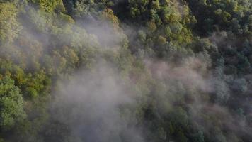 aire fresco del bosque de montaña de la mañana brumosa video