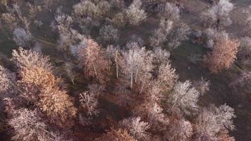 Late autumn forest in the cold morning video