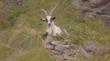 Goats eats meadow grass video