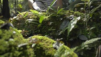kvinnlig botaniker använder ett förstoringsglas för att utforska växterna i skogen. video