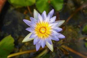 Purple lotus in the water basin