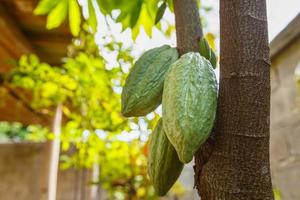 Fresh green un-harvested cocoa pods photo