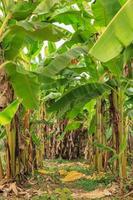 Banana tree with a bunch of growing bananas photo