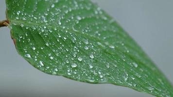 natte groene bladeren met waterdruppels en dauw die in de regen fladdert. video