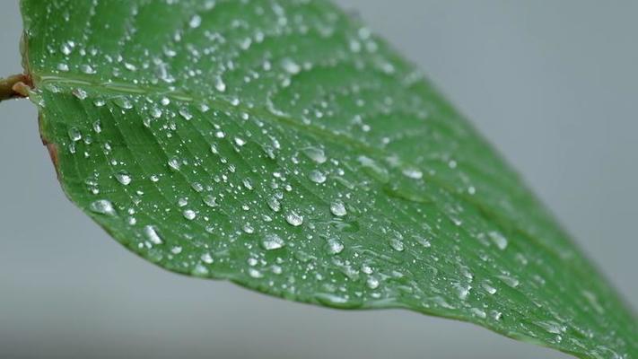 露水影片