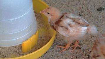 un grupo de polluelos marrones que comen comida de arroz en una jaula. video