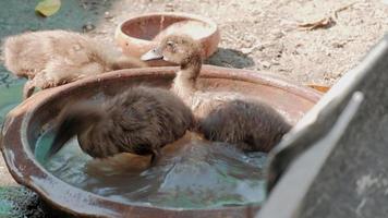 A flock of cute brown ducks playing in the water one hot summer day. video