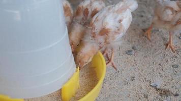 un grupo de pollitos marrones comiendo arroz en una jaula en una granja rural.