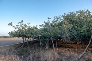 View of the largest fig tree in Europe on the island of Formentera, Sp photo