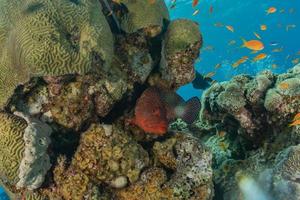 Fish swim in the Red Sea, colorful fish, Eilat Israel photo