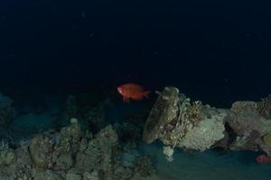 Fish swim in the Red Sea, colorful fish, Eilat Israel photo