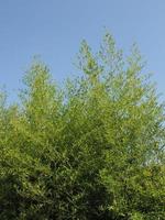 árboles de bambú sobre el cielo azul foto
