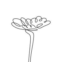 Flor dibujo continuo de una línea aislado sobre fondo blanco. vector