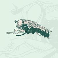 Hand drawn sketch of fly. Retro realistic animal isolated vector