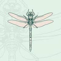 Hand drawn doodle sketch of dragonfly graphic illustration. vector
