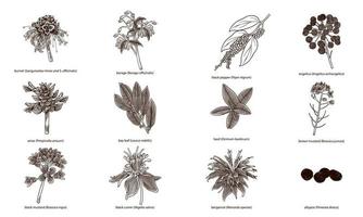 Set of hand drawn herbs and spices isolated on white background vector
