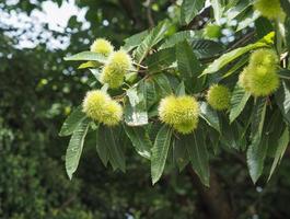 Chestnut tree with fruits photo