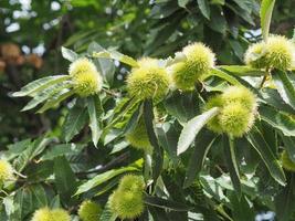 Chestnut tree with fruits photo