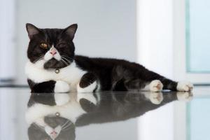 Lazy cat lying on floor. Animal and pet concept. photo