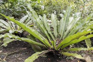 Beautiful green plant with long leaves in Perdana Botanical Gardens. photo