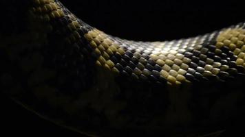 Diamond python snake scales passing in close up - Morelia spilota video