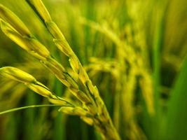 Cerca de semillas de arroz paddy amarillo con campos de arroz en el fondo foto