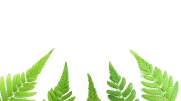 Creative layout made of tropical leaves on white background photo