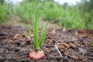 Plantación de cebolletas cultivadas orgánicamente en el huerto foto