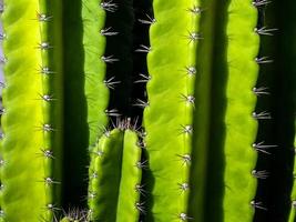 Green background by plump stems and spiky spines of cactus photo