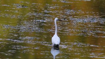 little egret bird in the swampy lagoon video