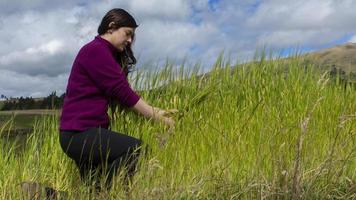 Woman kneeling in the middle of a wheat field harvesting the ears