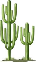 Isolated green cactus for decor vector